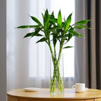 CYS EXCEL Cylinder Clear Glass Vase (H:20" D:6") | Multiple Size Choices Glass Flower Vase Centerpieces | Hurricane Floating Candle Holder Vase