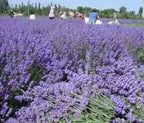 Lavender Sachets (25 Pack) -French Lavender Sachets Closets Fresh Scents, Set of 25, Lavendar Home Fragrance Sachets for Drawers and Closets