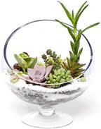 WGV Slant Cut Bowl Glass Vase Bulk with Stand, Width 8.25", Height 8.75", Clear Planter Terrarium, Candy Dish, Fruit Jar for Wedding Party Event, Home Office Decor, 4 Pieces