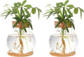 Plant Propagation Station,Hydroponic Glass Container Vase Jars, with Wooden Saucer for Desks, Houses, Garden Decorations, Home Kitchen Decorations and Gifts for Plant Lovers (2)