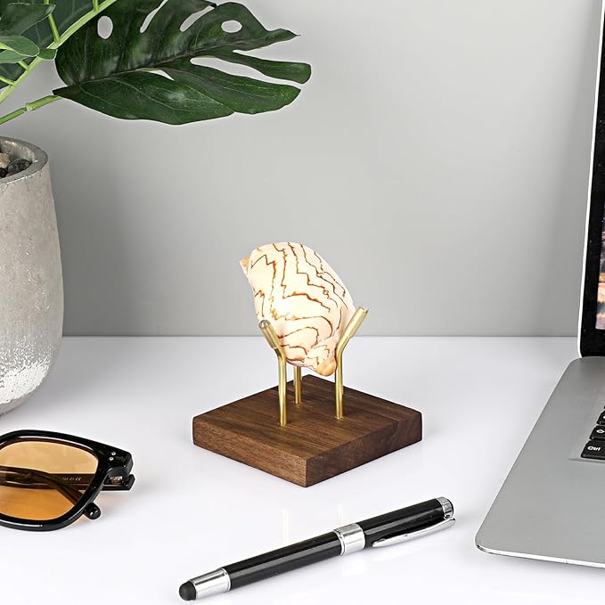 Hipiwe Gold Metal Arm Display Stand Decorative Ball Stand Easel with Wooden Base Rock Display Stand for Sphere Crystal Ball Eggs Mineral Geodes Rock Seashell, X- Large