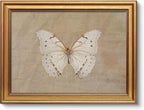VIYYIEA Vintage Gold Framed Wall Art for Living Room,【Morpho polyphemus】-(16L x 12W)