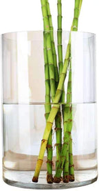 WGV Cylinder Vase, Width 8", Height 12", Clear Wide Large Diameter Flower Glassware, Floral Container, Planter Terrarium for Wedding Party Event, Home Accent Decor, 1 Piece