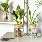 Glass Propagation Stations for Plants -Desktop Flower Vases,Propagation Flower Vases Set – 2 Large & 2 Small for Plant Cuttings，for Living Room, Bedroom Decoration,Home,Office Decor (4)