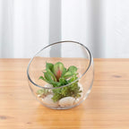 WGVI Clear Slant Cut Bowl Glass Vase, Glass Terrarium, Candy Dish, Glassware, Slant Open: 7". Height: 6" x 2.7". Base: 4" (1 Piece)