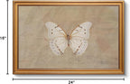 VIYYIEA Vintage Gold Framed Wall Art for Living Room, White Butterfly Canvas Prints Home Decor, Oil Painting Picture, Bedroom Wall Decor Gifts for Friends or Family -【Morpho polyphemus】-(24L x 16W)
