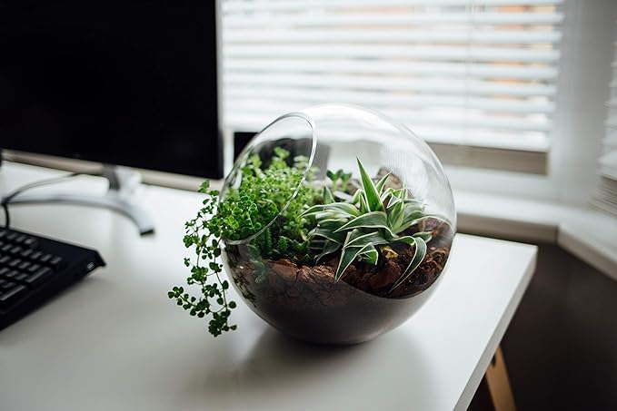 WGV Slant Cut Bowl Glass Vase Bulk, Width 5.5", Height 5.5", Clear Round Globe Planter Terrarium Orb, Candy Dish, Fruit Jar, Floral Container for Home Office Decor, 12 Pieces