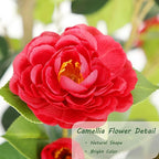 Bellacat 5ft Artificial Camellia Tree with Silk Red Flowers, 60in Faux Camellia Plant with Lifelike Trunk, Fake Flower Tree Potted Front Door Plants for Porch Patio Deck Living Room Decor, 2Pack