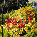 Artificial Flowers for Outdoor, UV Resistant Fake Silk Flowers, Realistic Faux Plants for Outside Indoor Porch Patio Window Box Planter Home Decor (14, Yellow)
