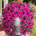 HyeFlora Artificial Fake Hanging Flowers Plants for Outdoor Outside Decoration, 2PCS Faux Silk UV Resistant Look Real Fuchsia Morning Glory Trailing Vines for Home Planter Porch Patio