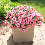 HyeFlora Artificial Faux Outdoor Flowers Plants for Spring Summer Decoration, Fake Silk Camellia UV Resistant Look Real for Planter Outside Front Door Porch Patio Balcony, 3 Large Bundles