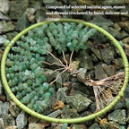 Green Tree of Life Dream Catchers with Agate Pendant Natural Dream Catchers for Aunt Wall Decor Handmade Dreamcatcher Wall Hanging Ornament for Bedroom Living Room Home Decor
