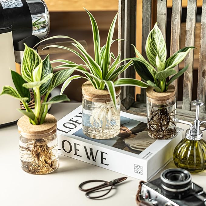 Glass Propagation Stations for Plants -Desktop Flower Vases,Propagation Flower Vases Set – 2 Large & 2 Small for Plant Cuttings，for Living Room, Bedroom Decoration,Home,Office Decor (4)