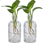 2Pcs Propagation Vases for Plants, Bud Vases, Small Glass Vase for Flowers, Home and Table Decor, Shelf, Desk, and Office