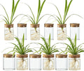 Glass Propagation Stations for Plants -Desktop Flower Vases,Propagation Flower Vases Set – 6 Large & 6 Small for Plant Cuttings，for Living Room, Bedroom Decoration,Home,Office Decor (12)