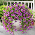 Artificial Hanging Flowers for Outdoors Spring Decoration, 2PCS Silk Fake Daisy Realistic Outdoor Flowers UV Resistant Porch Patio Window Yard Decor(Purple)