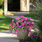 Artificial Fake Flowers Plants for Outdoor Decoration, 2PCS Faux Petunias Silk Flower UV Resistant No Fade Floral for Home Outside Garden Balcony Yard Porch Realistic Indoor Decor (Fuchsia Lotus)