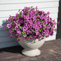 16 Bundles Artificial Flowers for Outdoor Realistic Faux Flower Spring Summer Garden Home Decoration, Hanging Daisy with Eucalyptus Leaves Fake Plants Greenery Balcony Porch Patio Front Door Decor