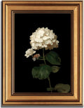 Gold Framed Moody Flower Canvas Wall Art White Hydrangea Living Kitchen painting Decor Pictures Bedroom Vintage Plant Floral Posters Prints for Corridor Classroom Bedroom Woman Room Decoration