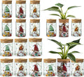 Christmas Vases, 2 Sizes Propagation Jars with Christmas Decorations Patterns, Desktop Glass Hydroponic Planter for Plant Cuttings, for Plant Lovers (18)