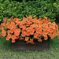 Lnoicy Artificial Flowers for Outdoor 12 Bundles Eucalyptus Fake Flowers for Planter,UV Resistant Fake Morning Glory for Home/Porch/Garden Decoration（Orange）