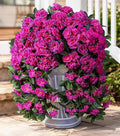 Ivydale Artificial Fake Flowers Geraniums for Outdoors Spring Summer Decor, 2 PCS Realistic Faux Hanging Plants UV Resistant Silk Flowers for Outsdie Planters Porch Patio Garden Outdoor Home, Fuchsia