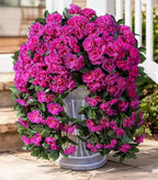 Ivydale Artificial Fake Flowers Geraniums for Outdoors Spring Summer Decor, 2 PCS Realistic Faux Hanging Plants UV Resistant Silk Flowers for Outsdie Planters Porch Patio Garden Outdoor Home, Fuchsia
