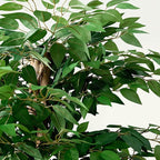 VECELO Artificial Ficus Tree with Sturdy Nursery Pot, 6FT Faux Silk Plant for Indoor Outdoor Home Garden Decor, 2 Pack