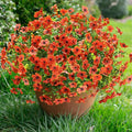 Artificial Fake Fall Mums Flowers Plants for Outdoor Outside Decoration, 12 Bundles Faux Silk Orange Daisy UV Resistant Look Real for Autumn Front Door Porch Planter Patio Garden Home